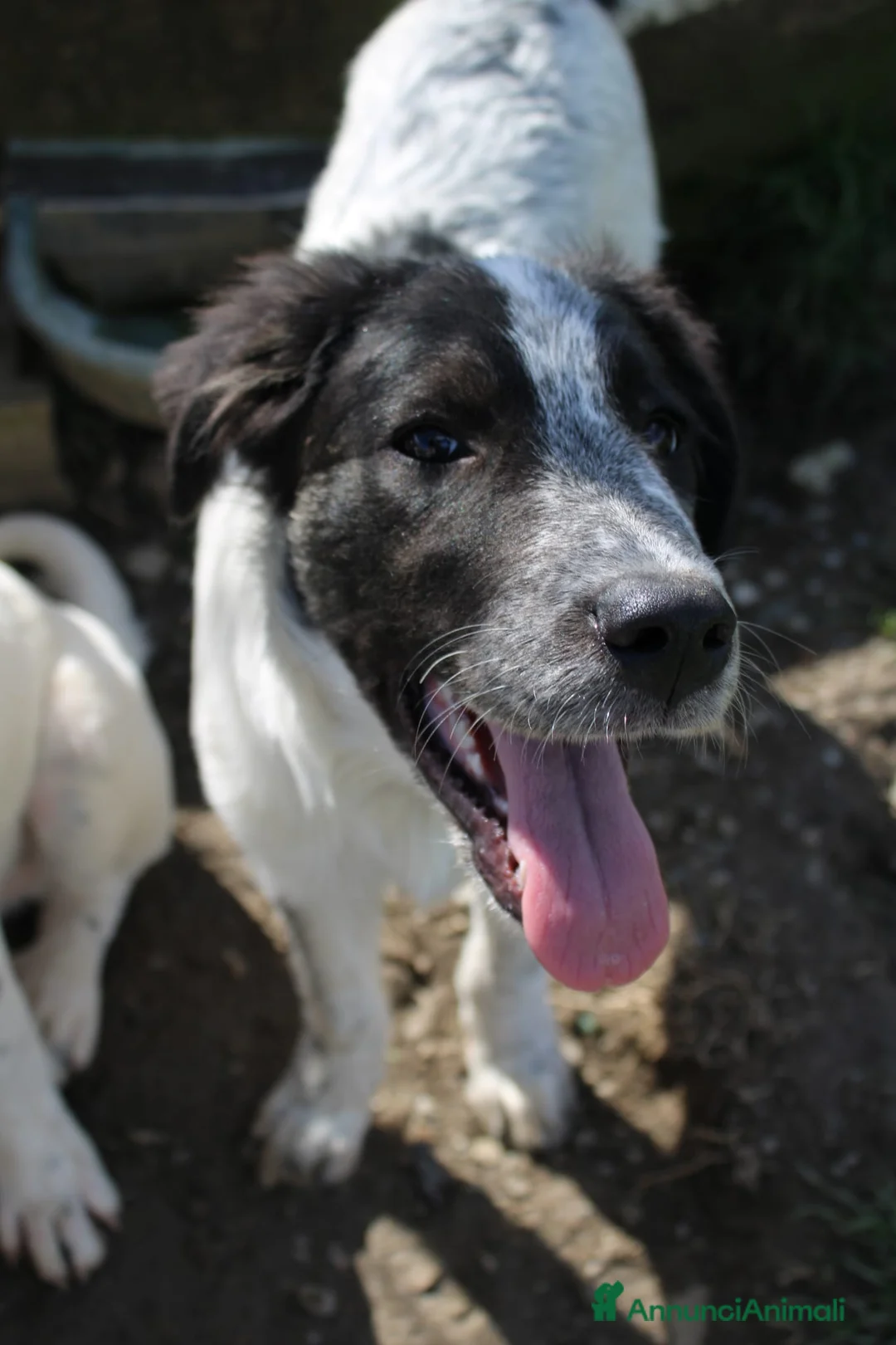 Meticcio cani in regalo: Claretta  - Annuncio 1