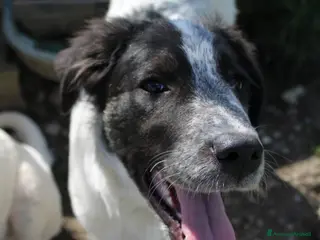 Meticcio cani Claretta - Annuncio 41