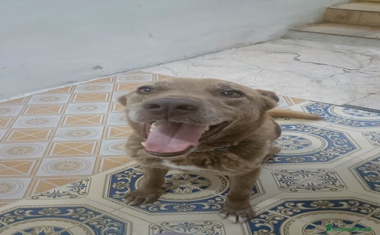 Meticcio cani a Libero consorzio comunale di Siracusa - Annuncio 13