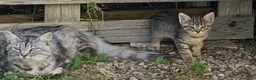Europeo gatti in regalo: Gattini per adozione  - Annuncio 4