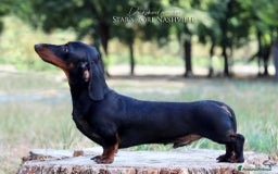Bassotto cani per accoppiamento: Bassotto nano per monta a Provincia di Ferrara - Immagine 2