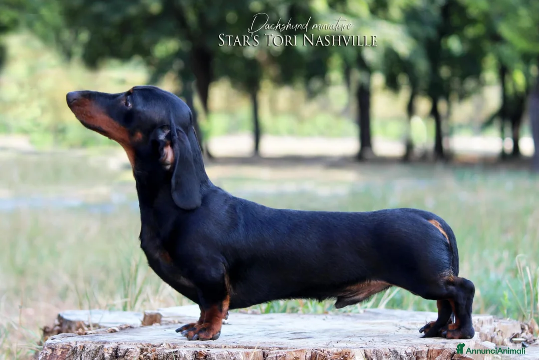 Bassotto cani per accoppiamento: Bassotto nano per monta - Annuncio 2