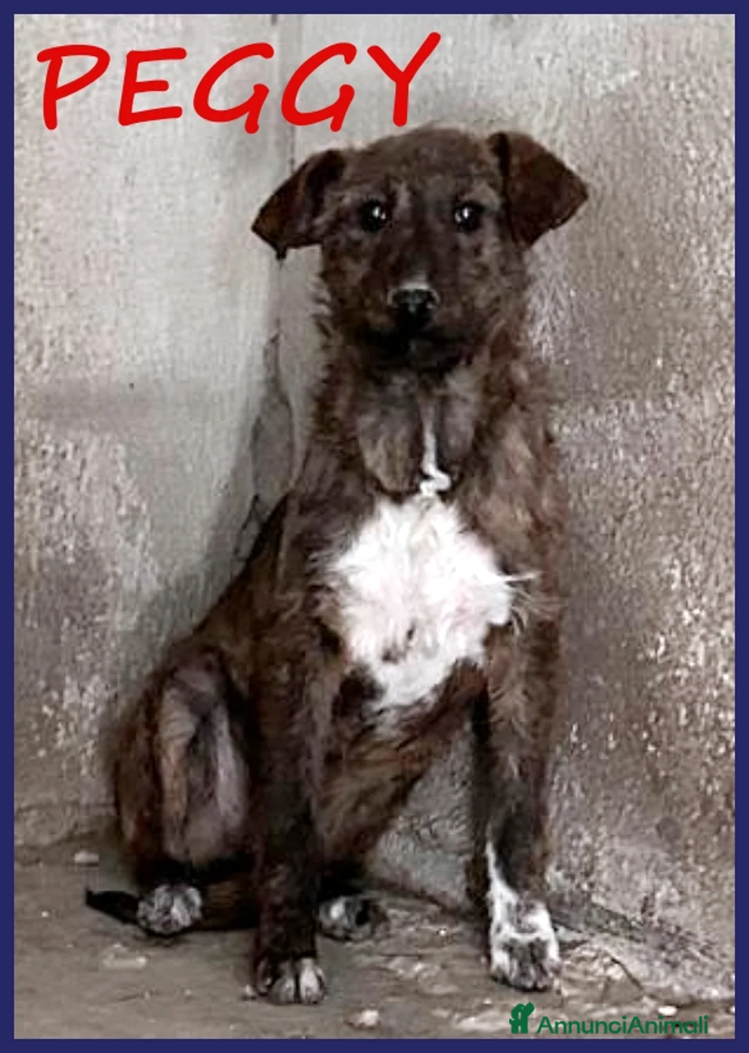 Airedale Terrier cani in regalo: PEGGY CUCCIOLONA SIMIL TERRIERINA 1 ANNO TG PICCOL a Roma - Annuncio 1