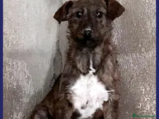 Airedale Terrier cani in regalo: PEGGY CUCCIOLONA SIMIL TERRIERINA 1 ANNO TG PICCOL - Annuncio 3