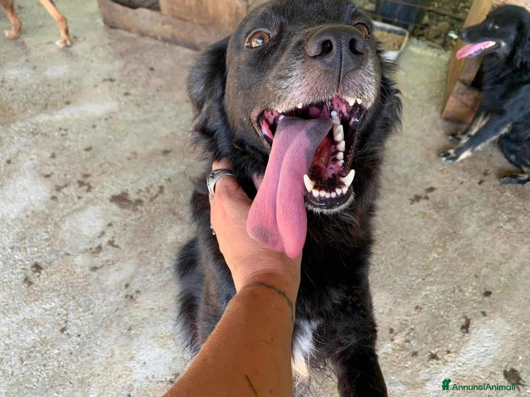 Meticcio cani in regalo: CHEOPE e ISIDE, mamma e figlia INVISIBILI! - Annuncio 6