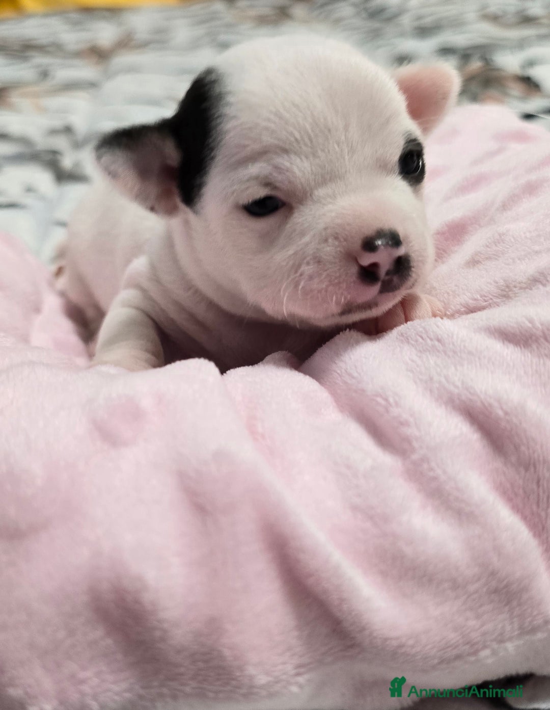 Chihuahua cani in vendita: Cuccioli di chihuahua - Annuncio 6