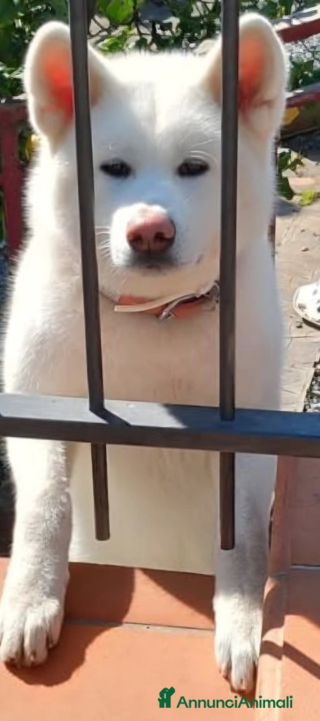 Akita Inu cani in vendita: Vendesi cuccioli Akita Inu ALTA GENEALOGIA  - Annuncio 13