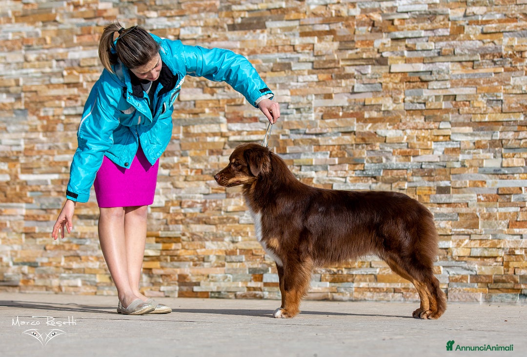 Australian Shepherd cani in vendita: Cucciolo di pastore australiano  - Annuncio 3