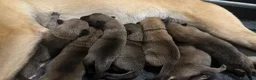 Pastore Belga cani in vendita: Cucciolo pastore belga malinois  - Annuncio 3