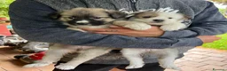 Australian Shepherd cani in vendita: Cucciolo pastore australiano  - Annuncio 2
