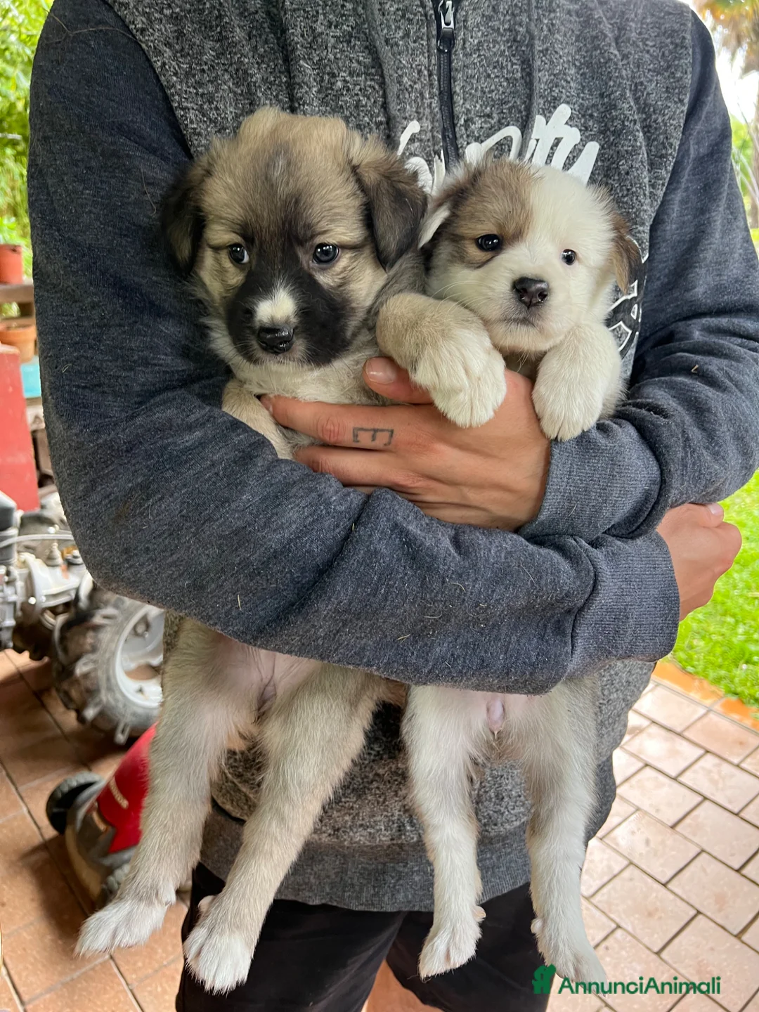 Australian Shepherd cani in vendita: Cucciolo pastore australiano  - Annuncio 2