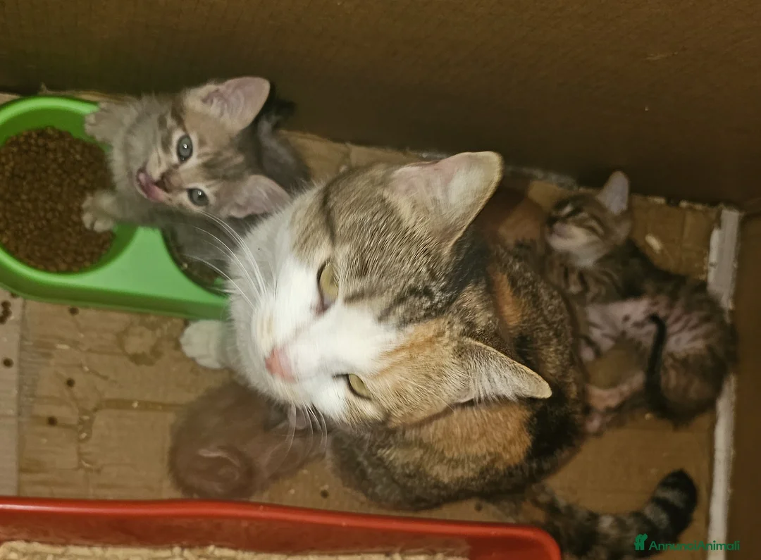 Europeo gatti in regalo: Regali - Annuncio 2