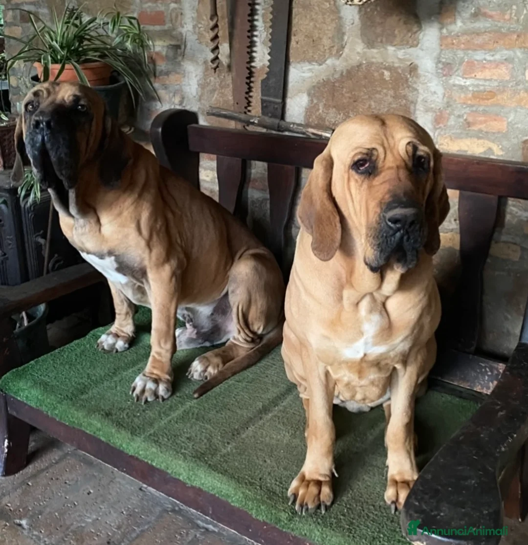 Fila Brasileiro cani in vendita: prenotazione splendidi cuccioli di Fila Brasileiro a Provincia di Latina - Annuncio 5