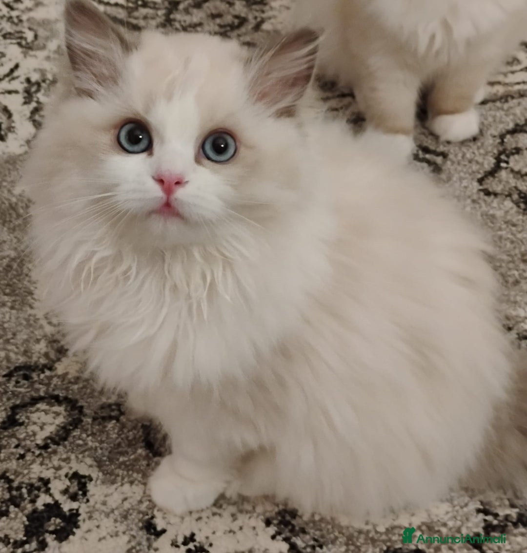 Ragdoll gatti in vendita: Bellissimi cuccioli Ragdoll  a Provincia di Bergamo - Annuncio 11