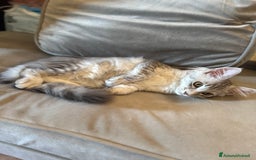 Maine Coon gatti in vendita: Dolcissima gattina Maine coon  a Città metropolitana di Roma Capitale - Immagine 4