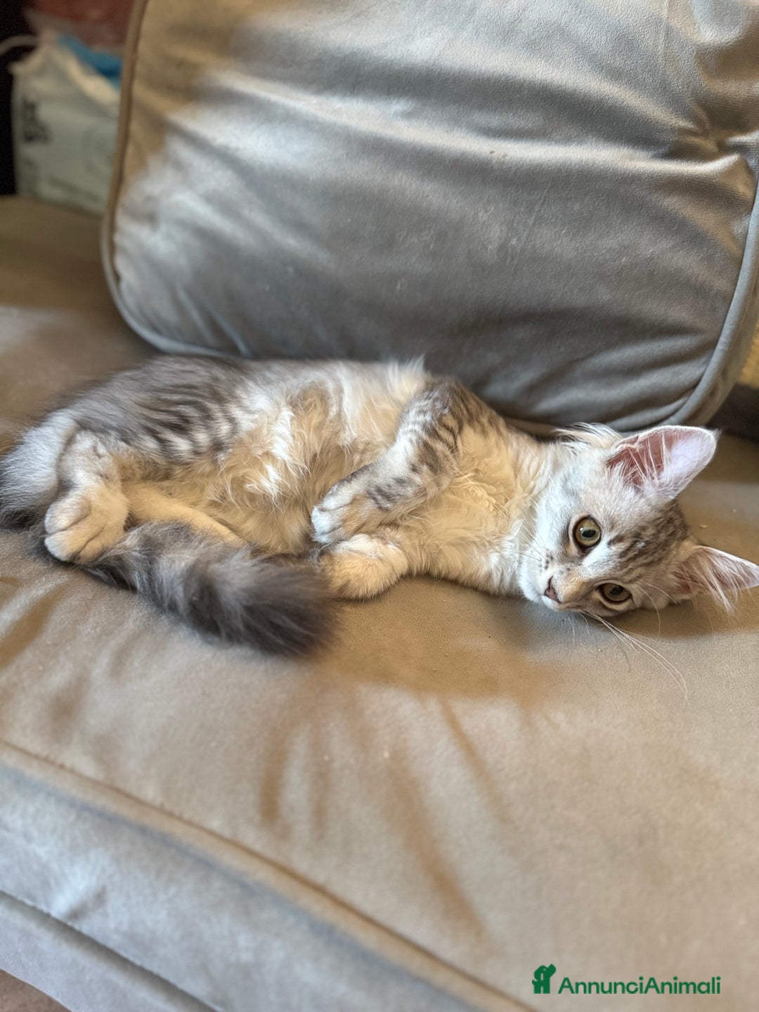 Maine Coon gatti in vendita: Dolcissima gattina Maine coon  a Città metropolitana di Roma Capitale - Immagine 4