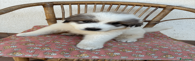 Cane da Montagna dei Pirenei 1