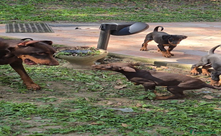 Dobermann cani - Annuncio 7