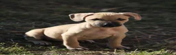 Pitbull cani in vendita: Cuccioli Pit Bull con Pedigree anche a rate - Annuncio 8