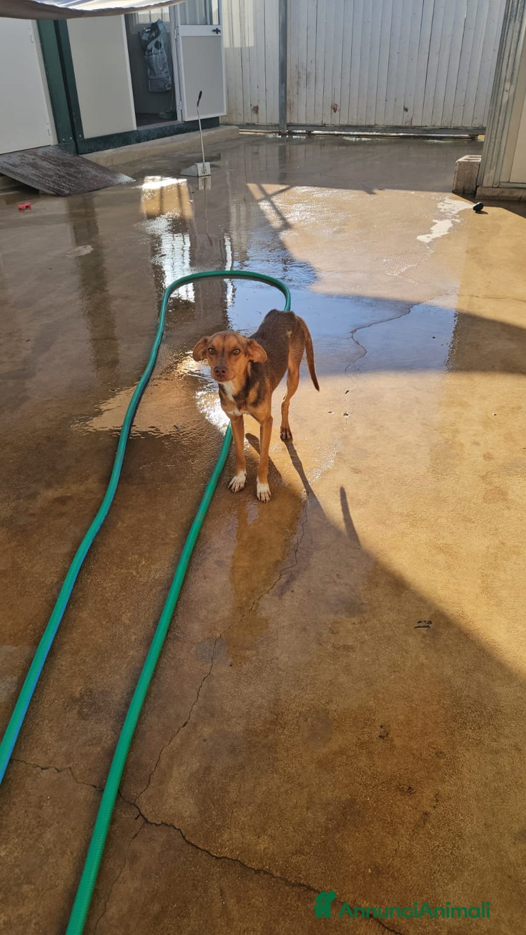 Meticcio cani in regalo: Lupo: cucciolotto taglia piccola socievole  a Città Metropolitana di Genova - Annuncio 18