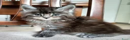 Maine Coon gatti in vendita: Maine coon - Annuncio 5