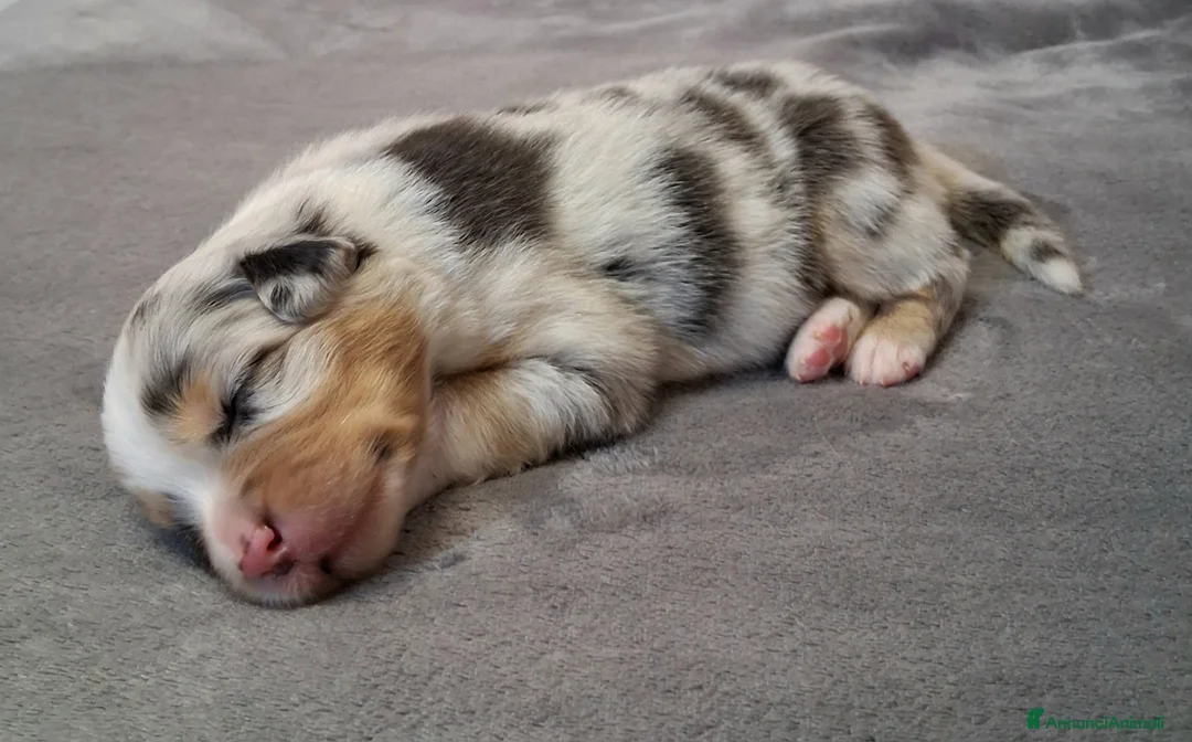 Australian Shepherd cani in vendita: Splendidi Cuccioli di Pastore Australiano  - Annuncio 8