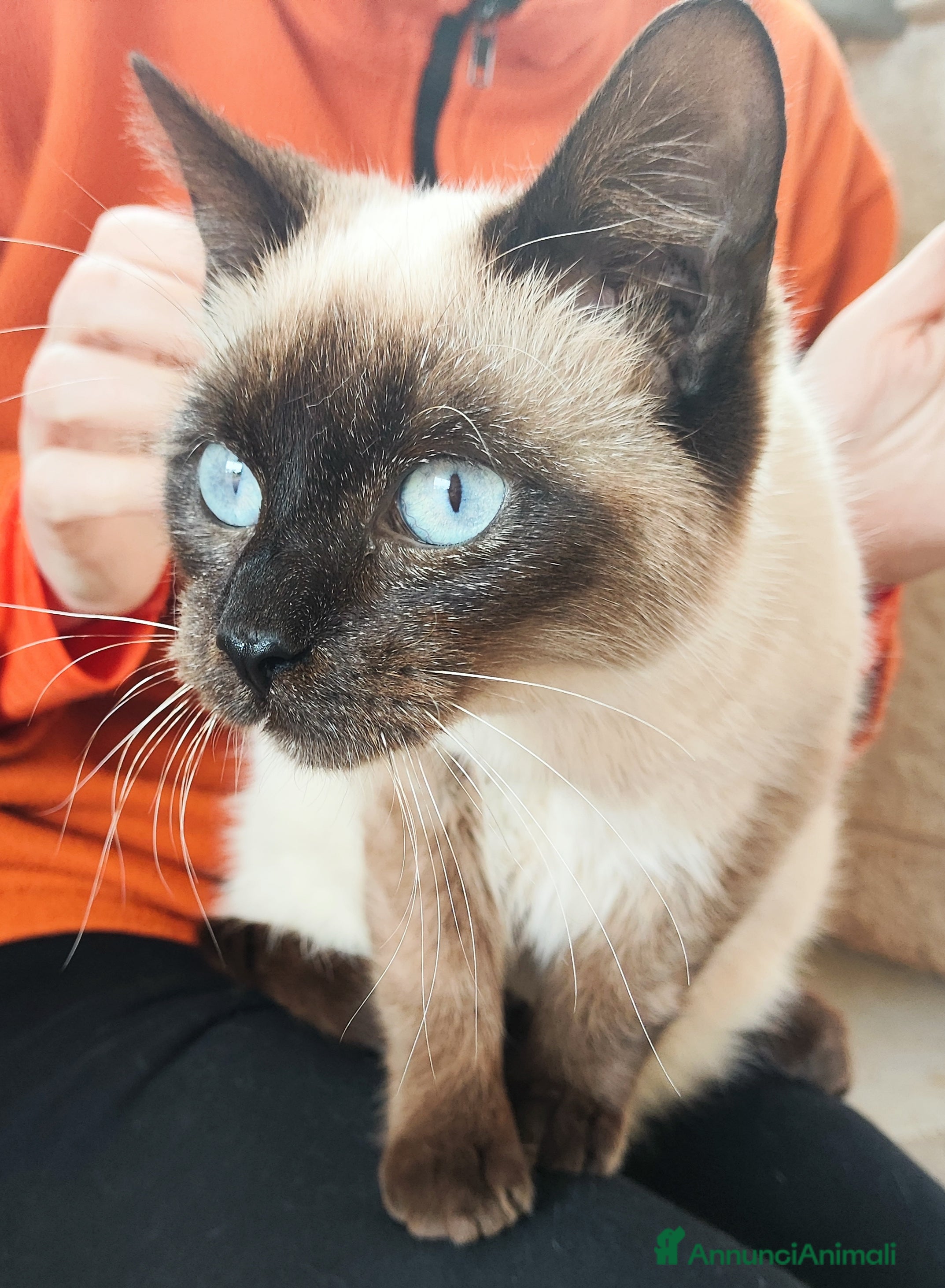 Meticcio gatti Celestino cerca casa! - Annuncio 35