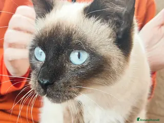 Meticcio gatti Celestino cerca casa! - Annuncio 35