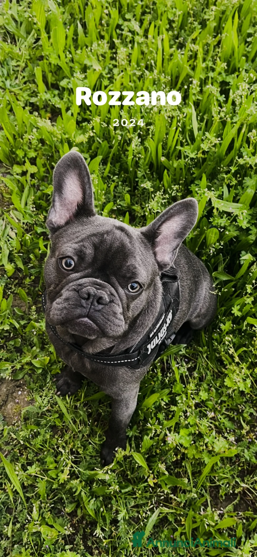 Bulldog Francese cani per accoppiamento: Musino cerca la sua Principessa  a Città metropolitana di Milano - Annuncio 2