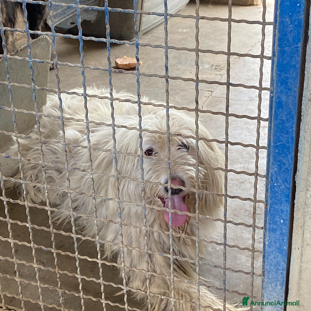 Komondor cani in regalo: ASIA, stupenda mix KOMONDOR dimenticata! - Annuncio 6