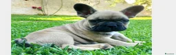 Bulldog Francese cani in vendita: Cucciolo bulldog francese maschio a Siracusa - Annuncio 2