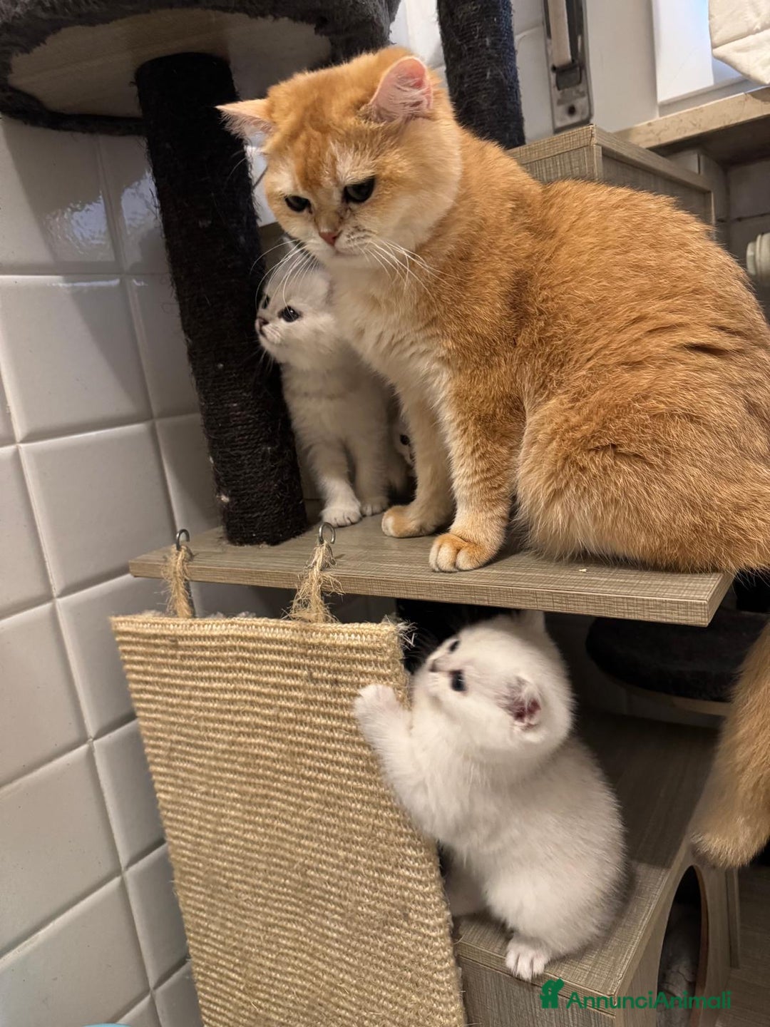 British gatti in vendita: Gattini di razza British Shorthair  - Annuncio 2