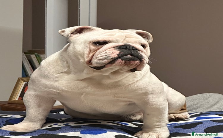 Bulldog cani a Provincia di Reggio Emilia - Annuncio 9