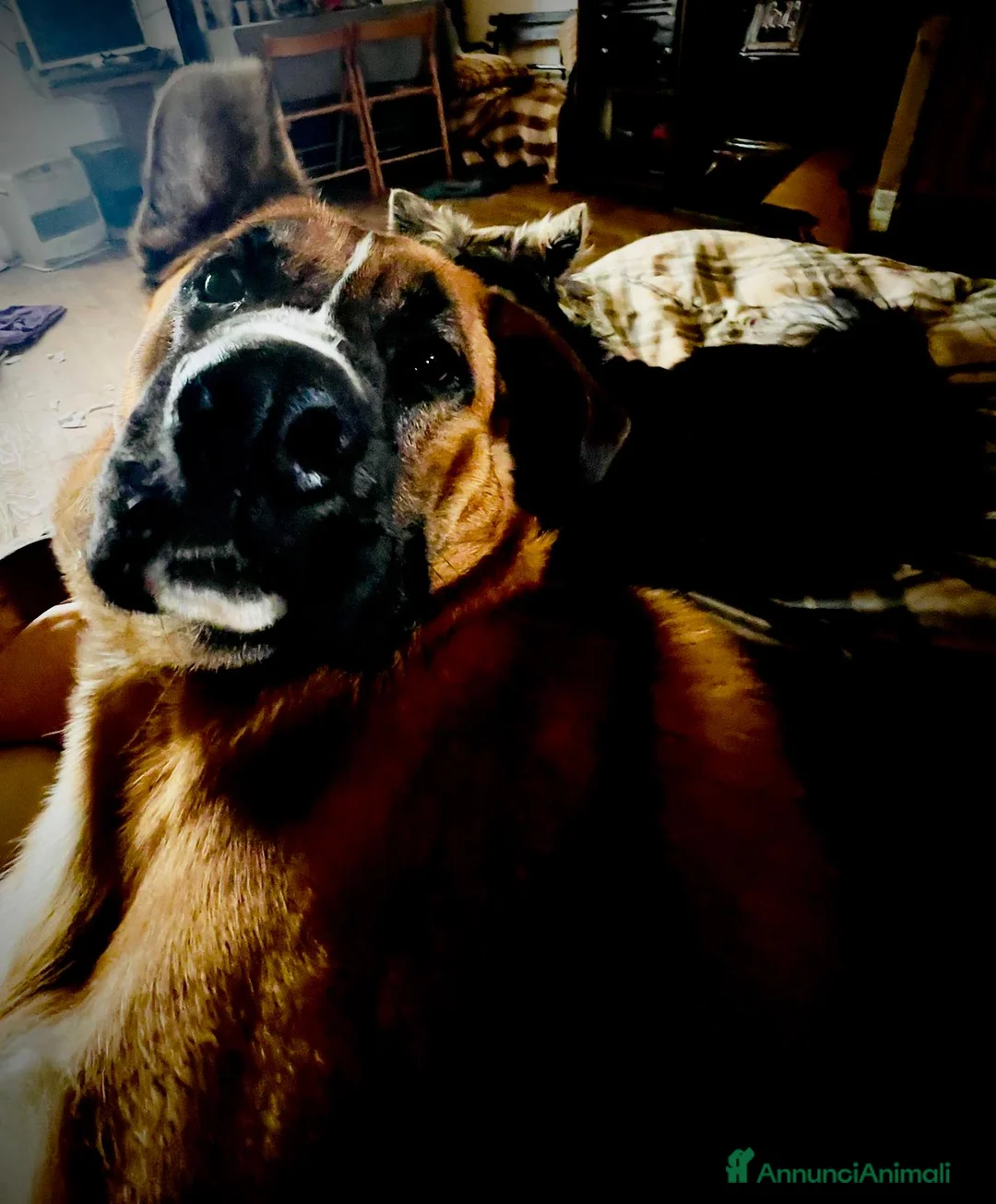 Meticcio cani in regalo: Incrocio Boxer/ Pastore Tedesco  - Annuncio 2