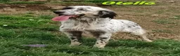 Setter Inglese cani in regalo: OTELLO adora giocare! a Città Metropolitana di Torino - Annuncio 1