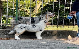 Australian Shepherd cani in vendita: Australian Shepherd a Provincia di Varese - Immagine 5