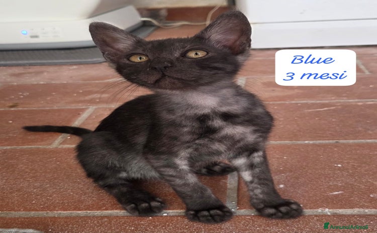 Altre razze gatti a Provincia di Monza e della Brianza - Annuncio 2
