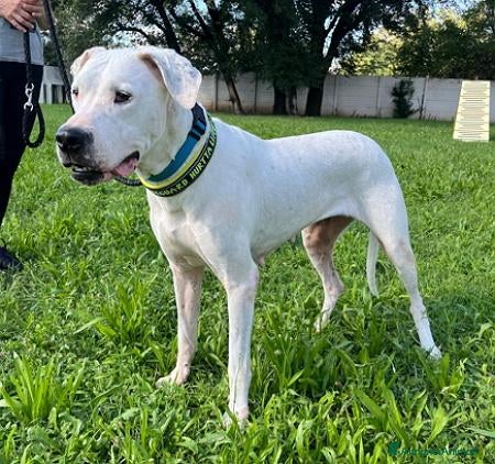 Meticcio cani LOLA DOGO ARGENTINO - Annuncio 2