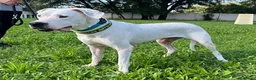 Meticcio cani in regalo: LOLA DOGO ARGENTINO - Annuncio 1