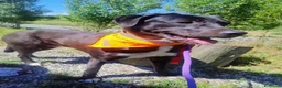 Meticcio cani in regalo: Gustavo adorabile cagnolino a Città Metropolitana di Torino - Annuncio 2