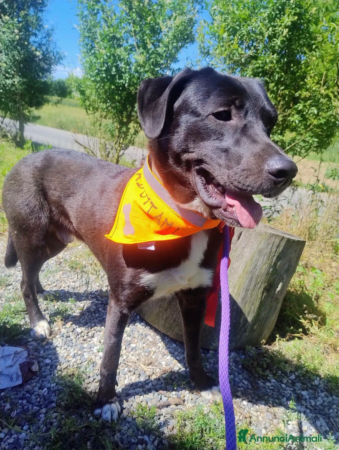 Meticcio cani in regalo: Gustavo adorabile cagnolino a Città Metropolitana di Torino - Annuncio 2