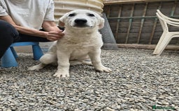 Meticcio cani in regalo: Soraya - Immagine 1