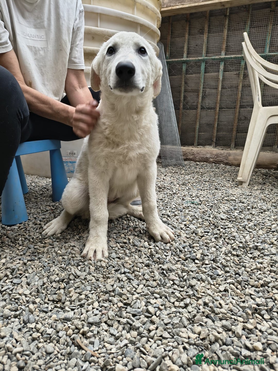 Meticcio cani in regalo: Soraya - Immagine 1