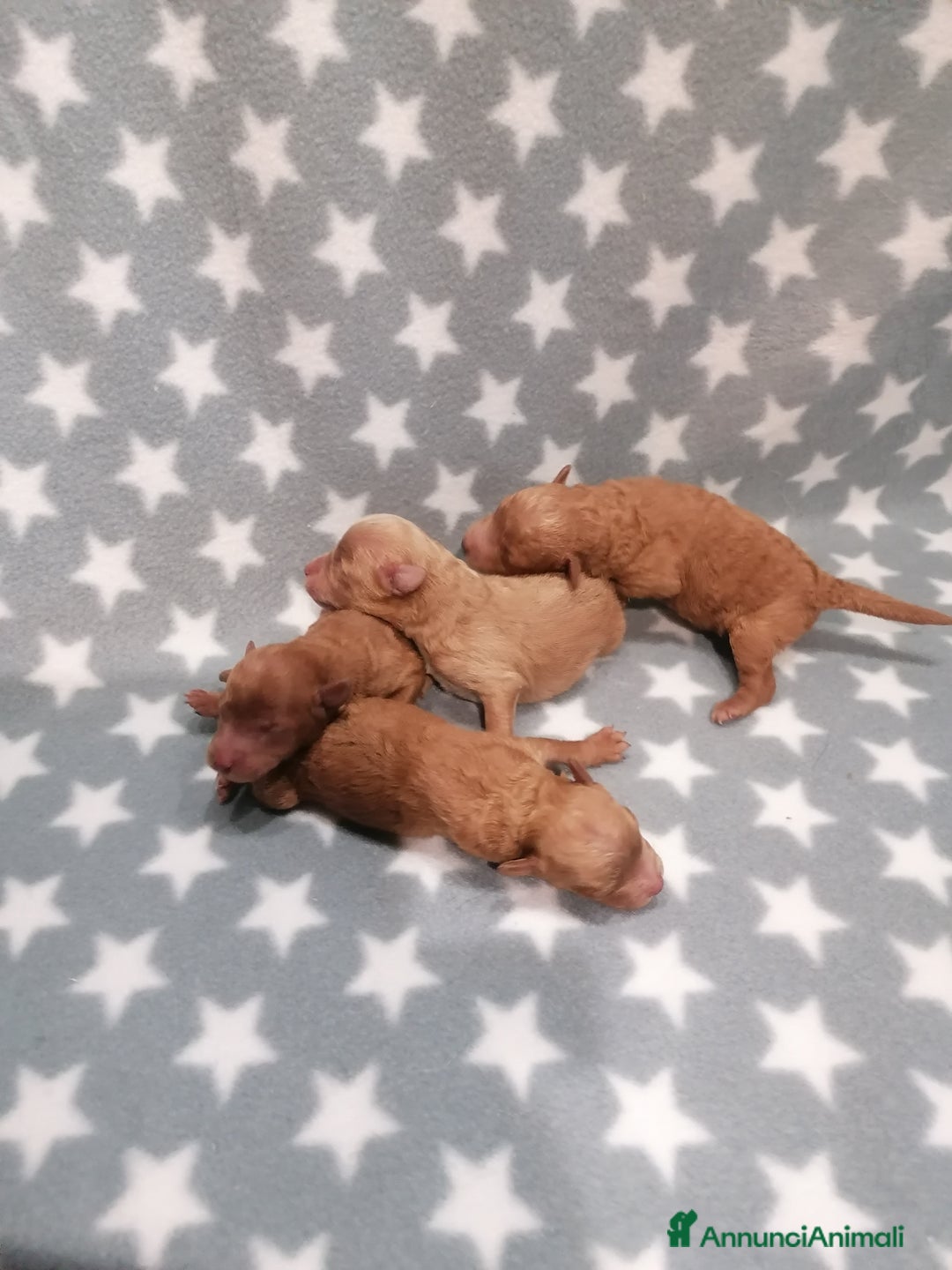 Barboncino cani in vendita: Barboncino nano cuccioli - Annuncio 3