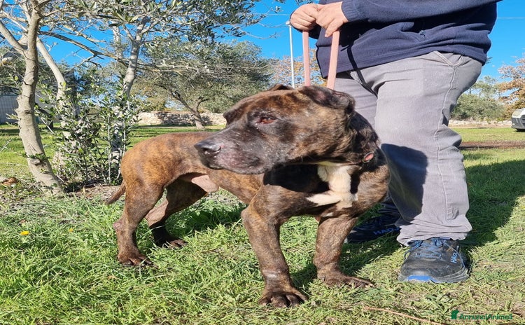 Pitbull cani a Provincia di Piacenza - Annuncio 4