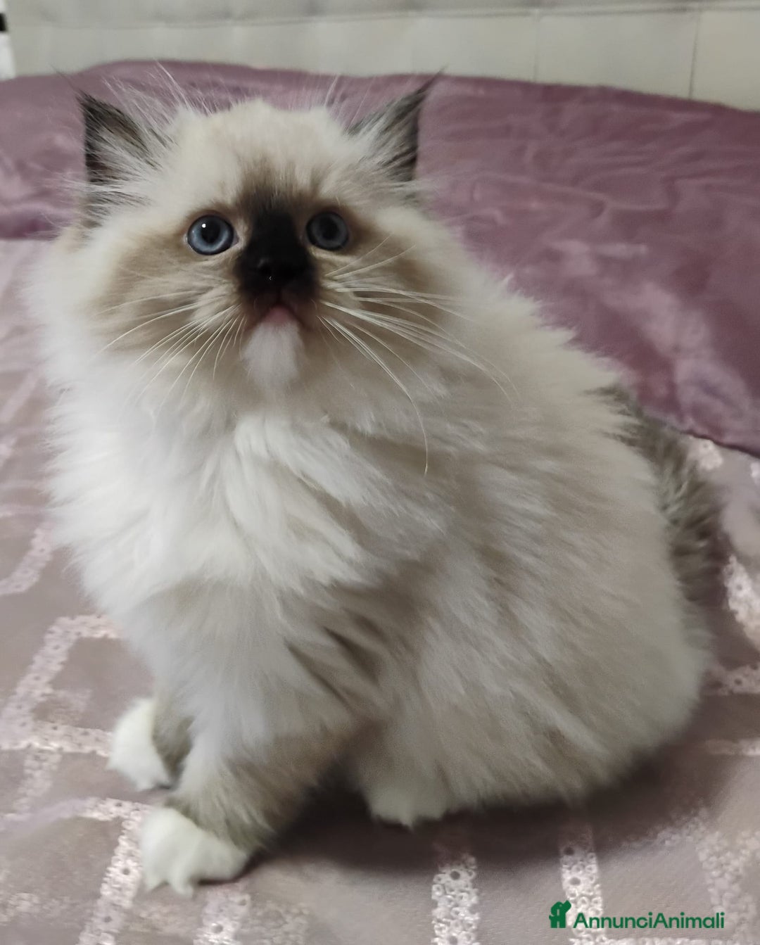 Ragdoll gatti in vendita: Bellissimi cuccioli Ragdoll  a Provincia di Bergamo - Annuncio 14