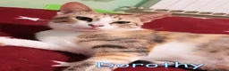 Europeo gatti in regalo: DOROTHY DOLCISSIMA GATTINA - Annuncio 4