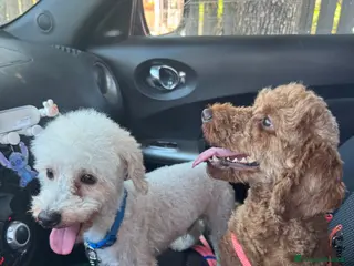 Barboncino Toy cani Barboncini toy - Annuncio 1