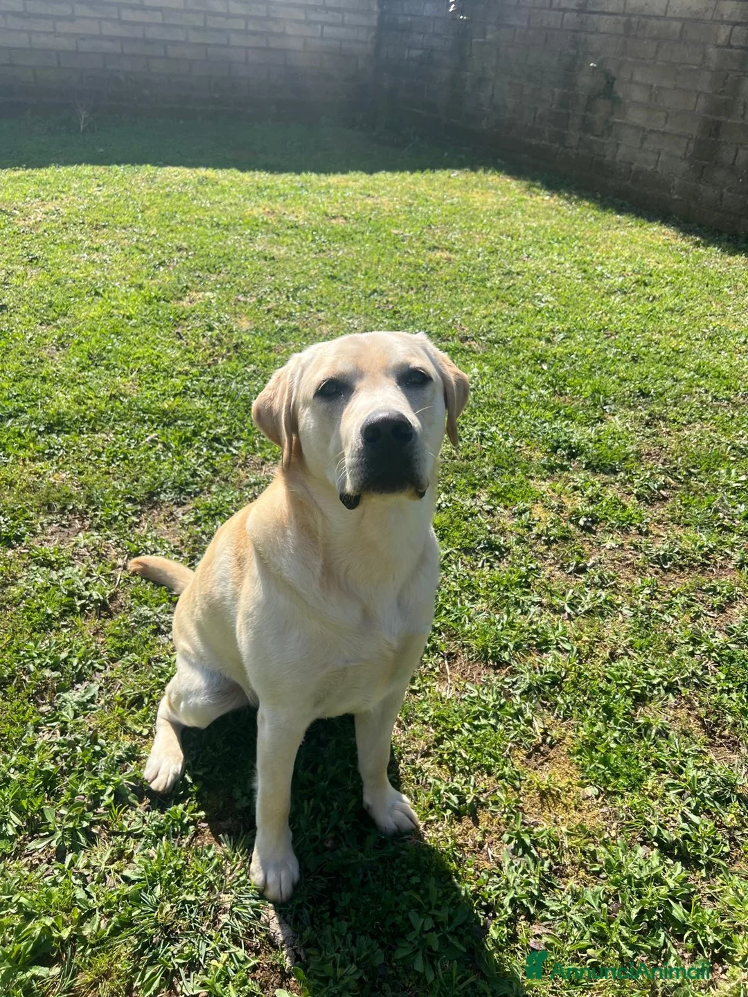 Labrador cani per accoppiamento: Principe Baloo cerca moglie-cane per monta a Città metropolitana di Roma Capitale - Annuncio 1