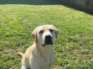 Labrador cani Principe Baloo cerca moglie-cane per monta - Annuncio 5